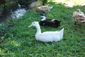 ducks