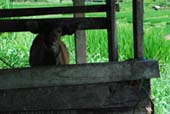balinese cow