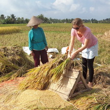 Balinese Rice harvesting