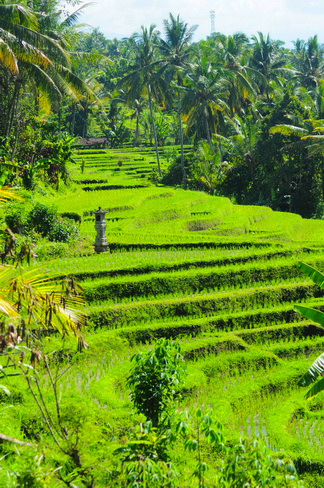 Bali rice terrace