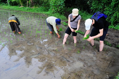Planting Rice