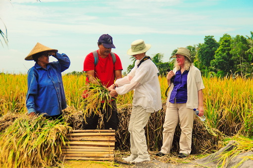 Guest Harvest Rice in traditional way