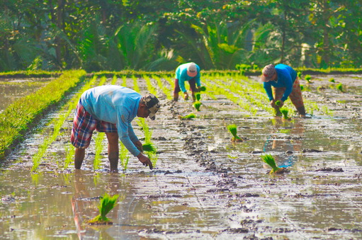 Planting Rice in Balinese Village