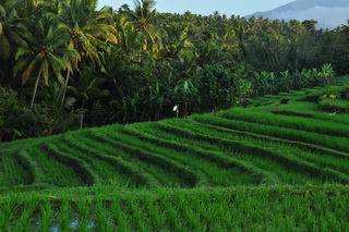 Village rice terrace