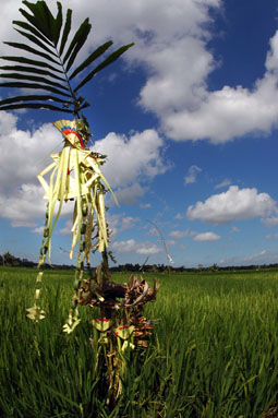 Rice fields