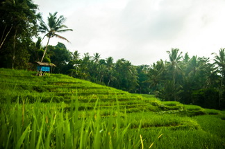 Rice terrace in the village
